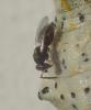 220414 – Photo : Bernard Ginesy – France (13)